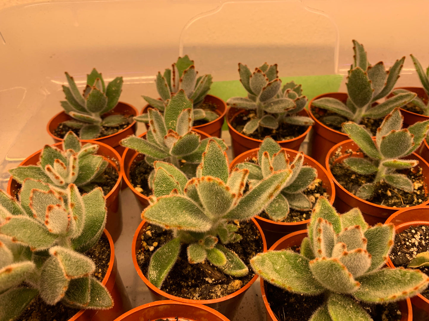 Kalanchoe tomentosa 'Chocolate Soldier'