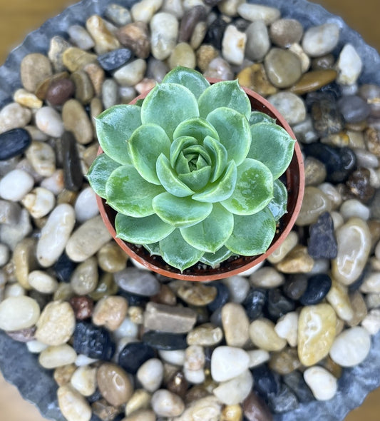 Echeveria Dondo