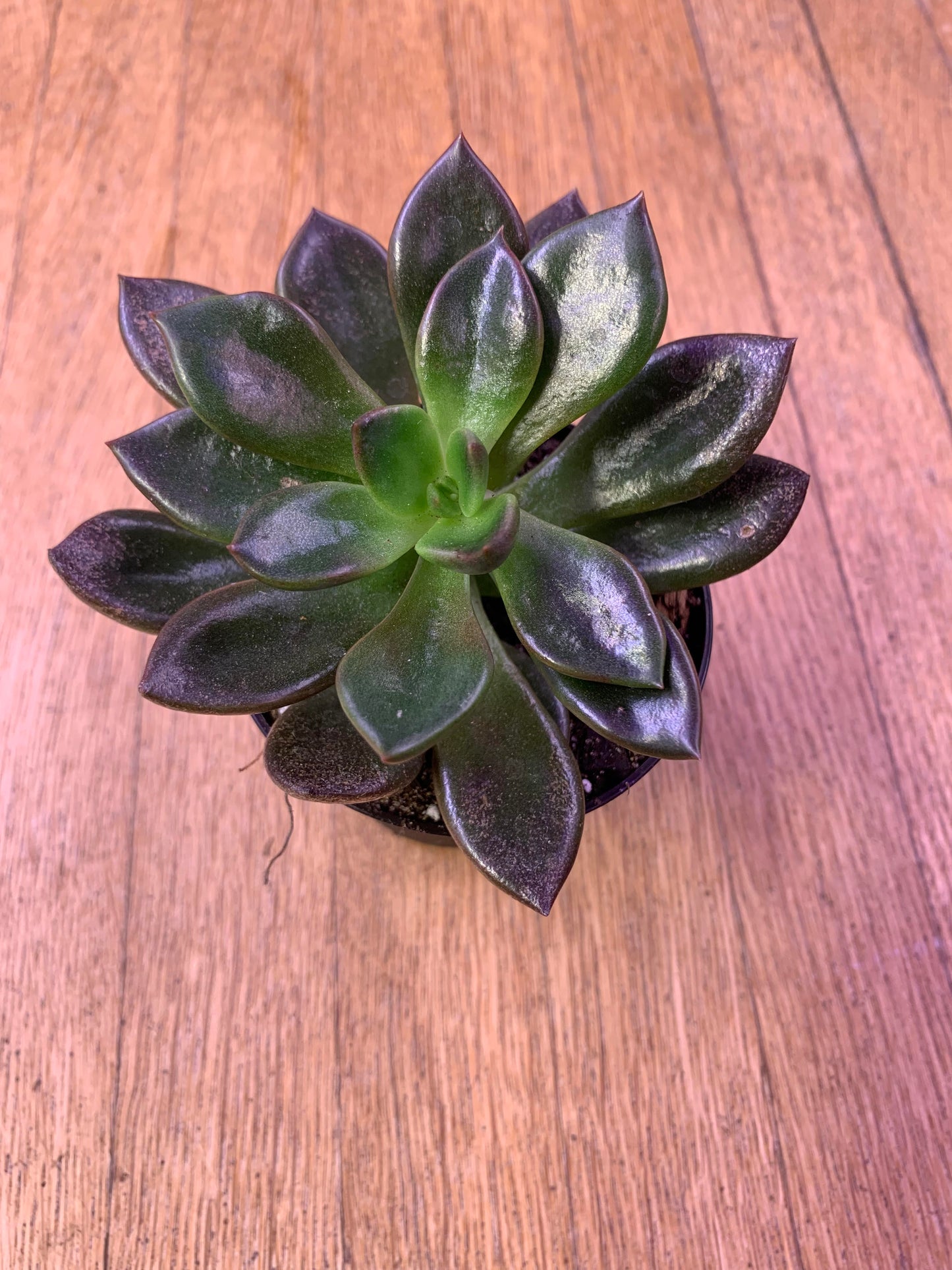 Echeveria Black Prince