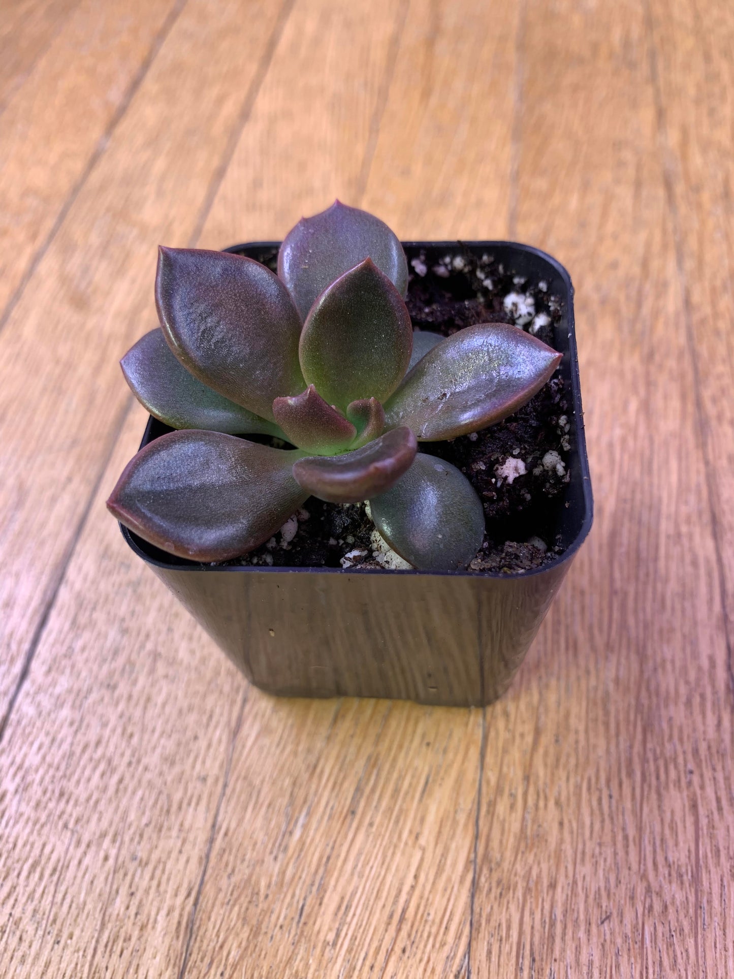 Echeveria Black Prince