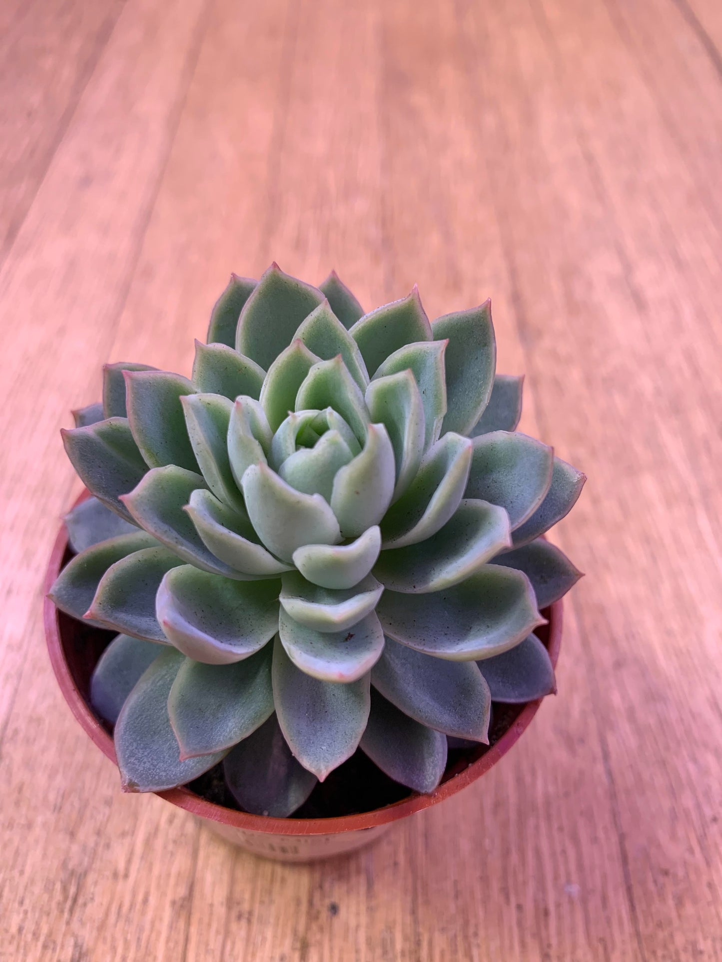 Echeveria 'Blue Mist'