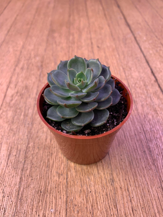 Echeveria Elf Stone