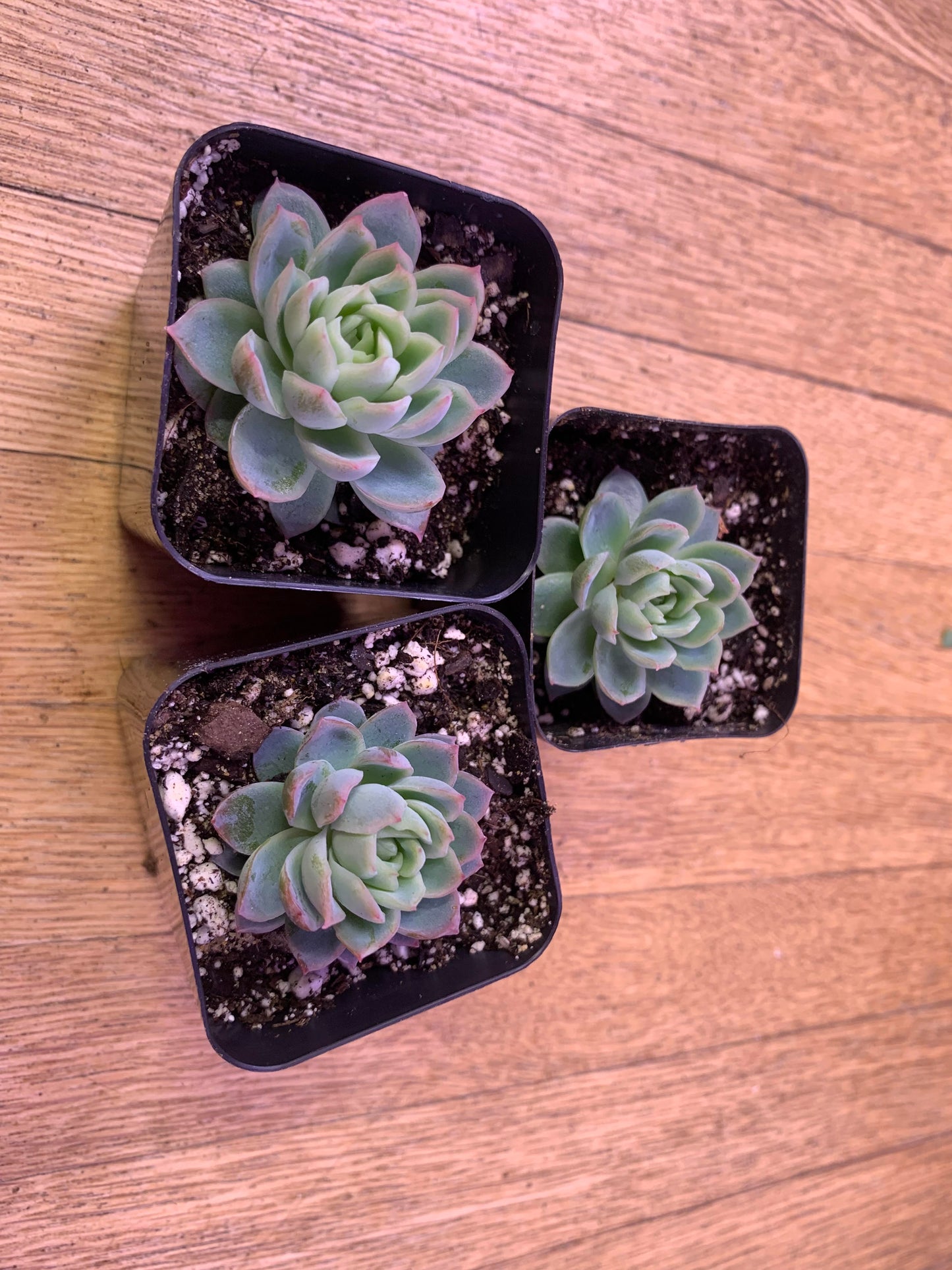 Echeveria 'Blue Mist'