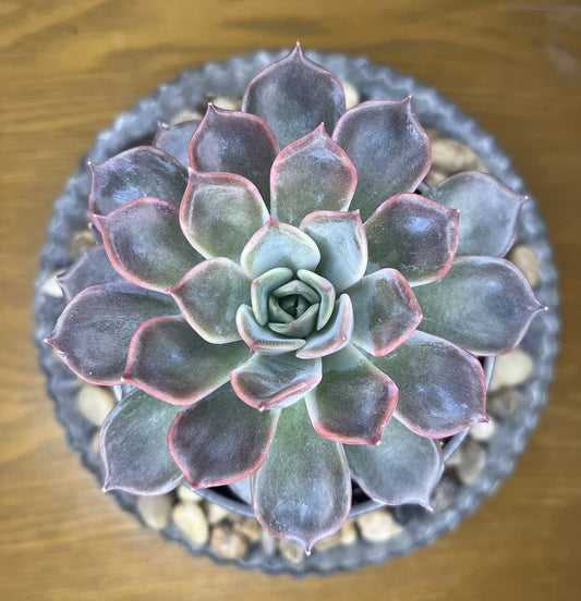 Echeveria lilacina 'Ghost Echeveria'