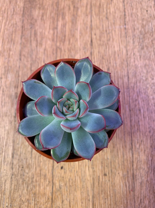 Echeveria Pulidonis 'Pulido's Echeveria'