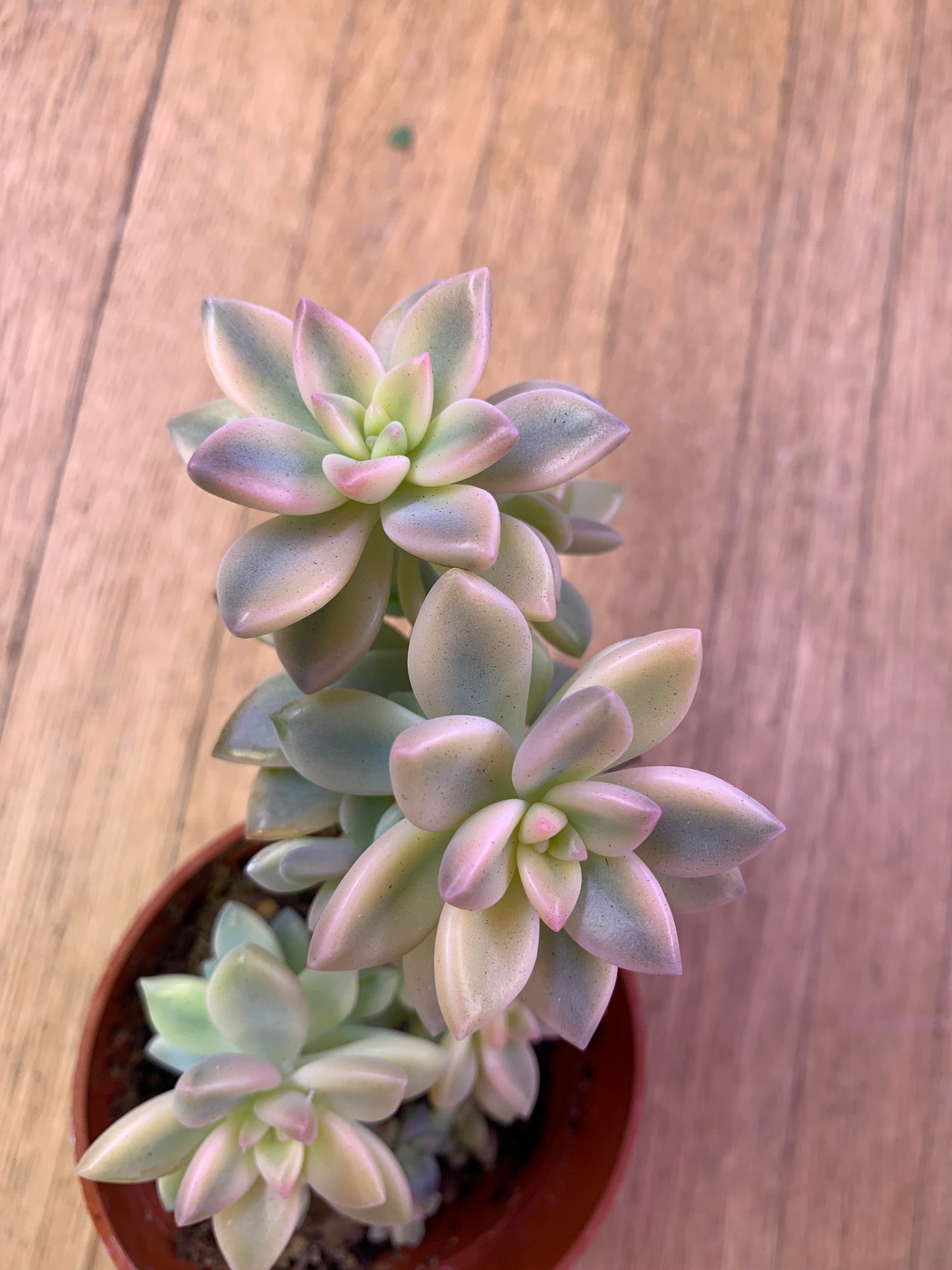 Rare ' Variegated Ghost Plant'