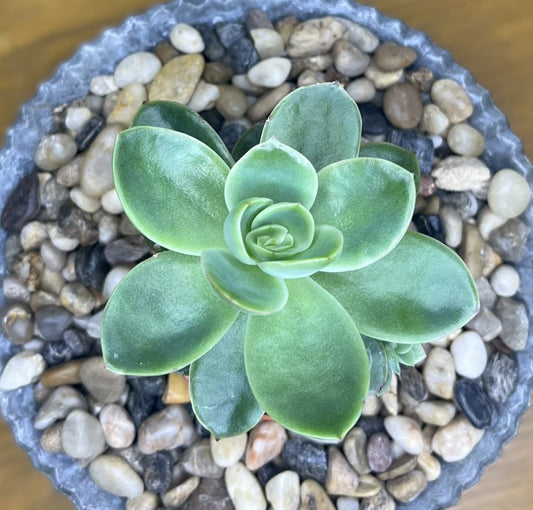 Echeveria 'Golden Glow'