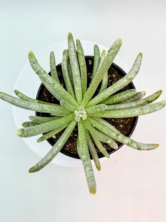 Woolly Senecio Caputia
