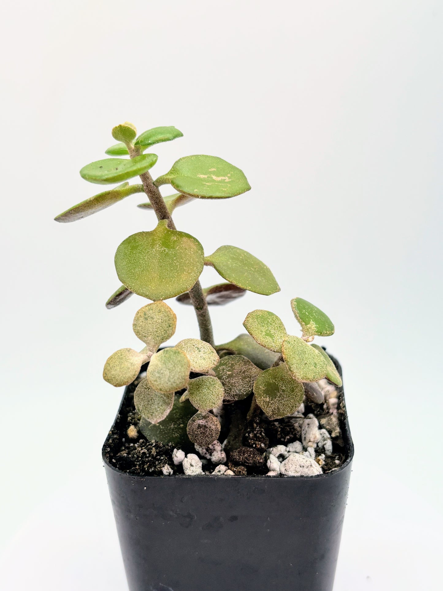 Mystery Jade