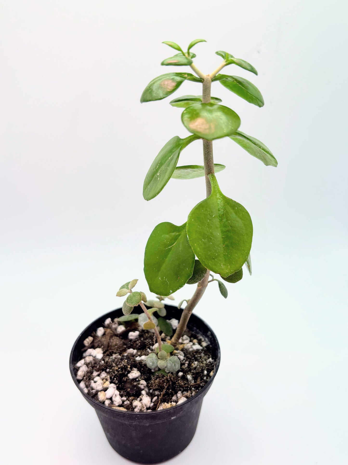 Mystery Jade