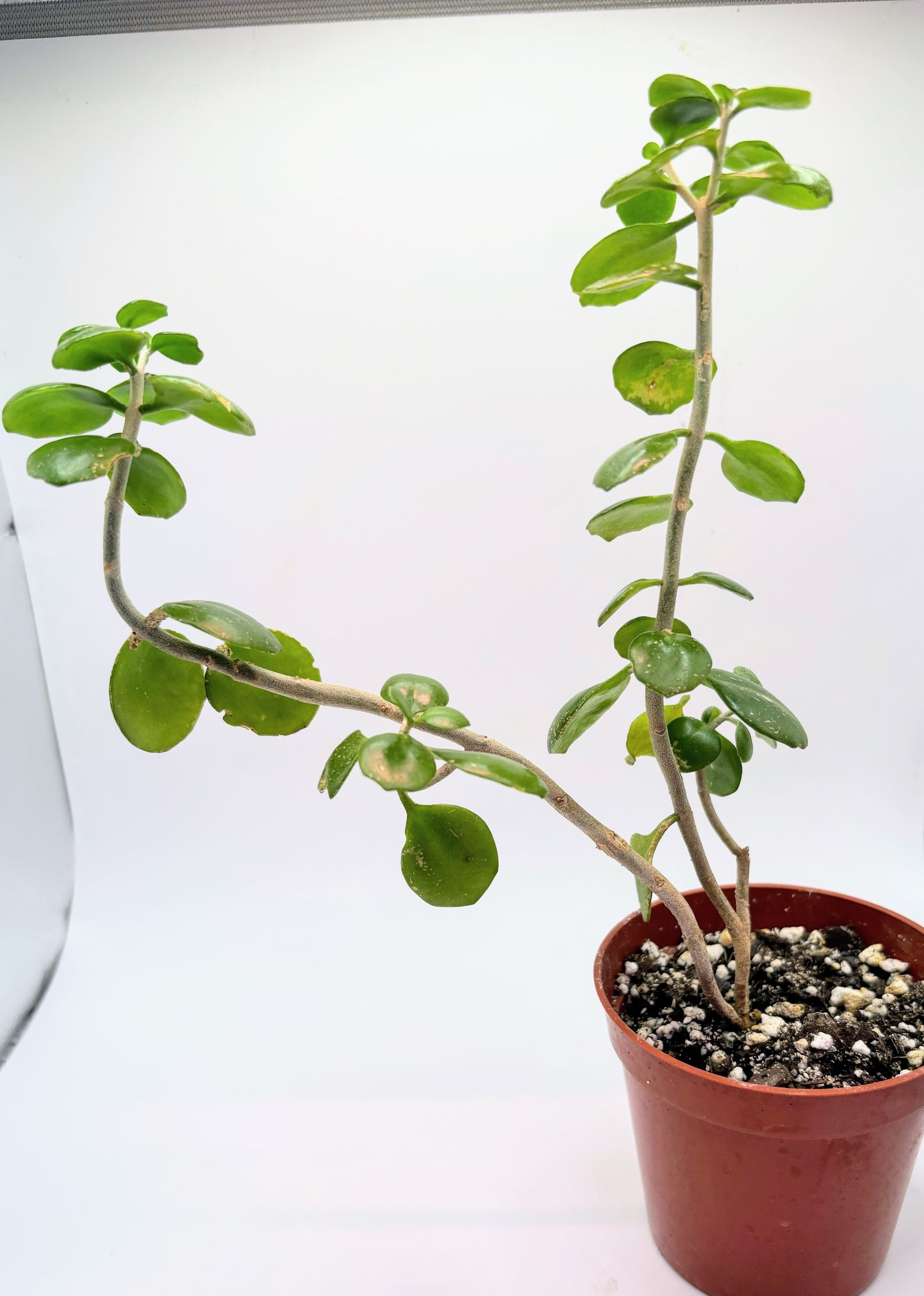 Mystery Jade