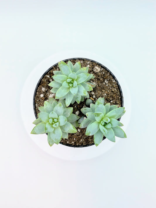 Sedeveria Blue Burrito