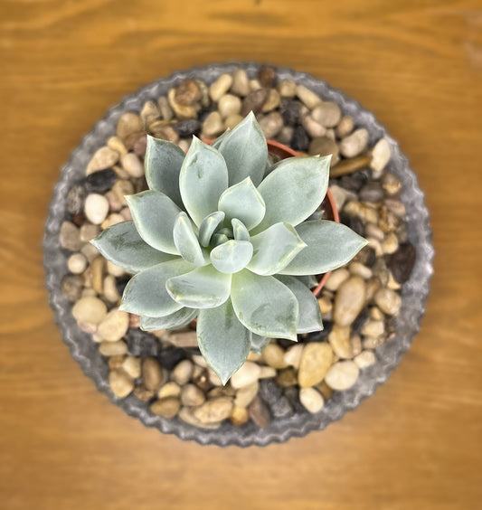 xSedeveria 'Lilac Mist'