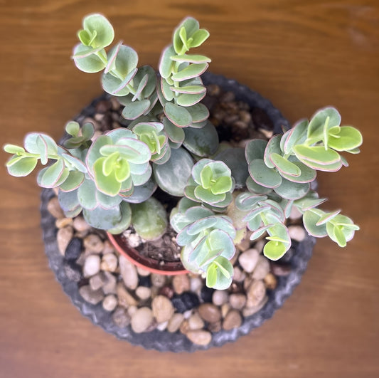 Hylotelephium 'Lime Zinger' Stonecrop