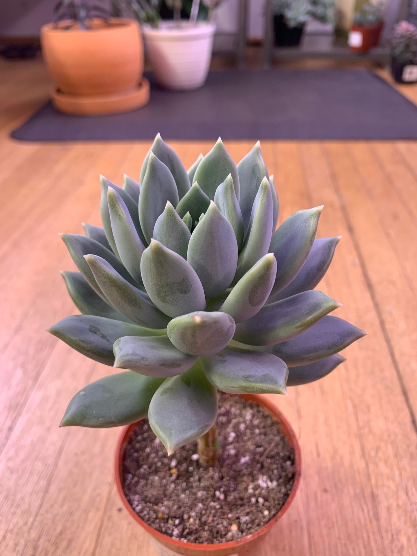 xSedeveria 'Lilac Mist'