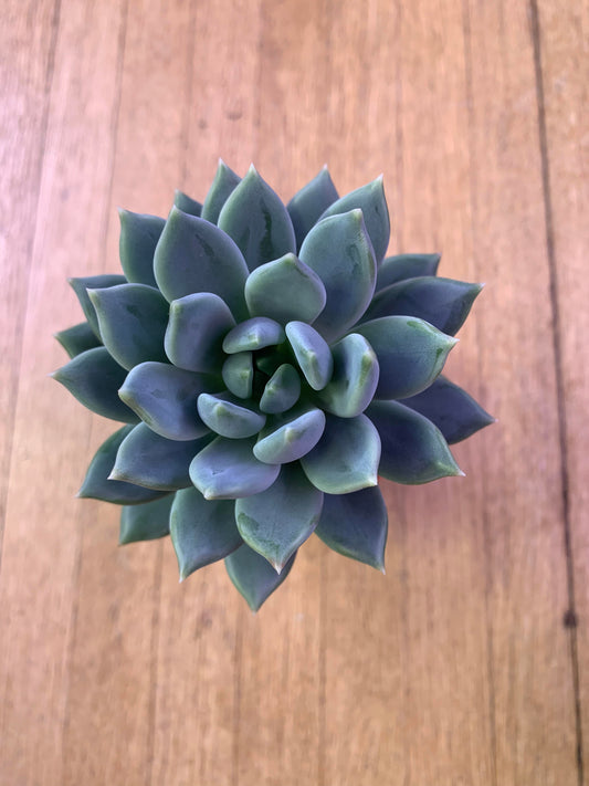 xSedeveria 'Lilac Mist'