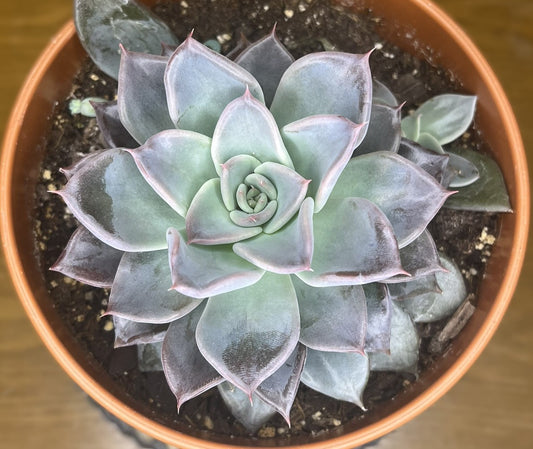 Echeveria 'Mensa'