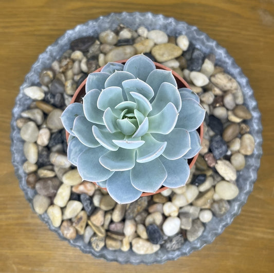 Echeveria 'Morning Beauty'