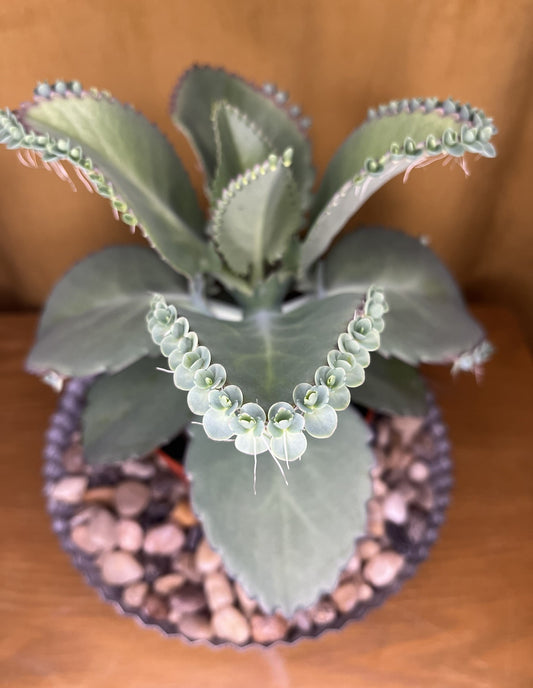 Kalanchoe laetivirens 'Mother of Thousands' or 'Mother of Millions'