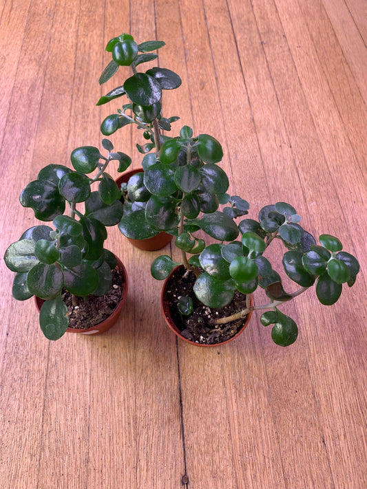 Mystery Jade