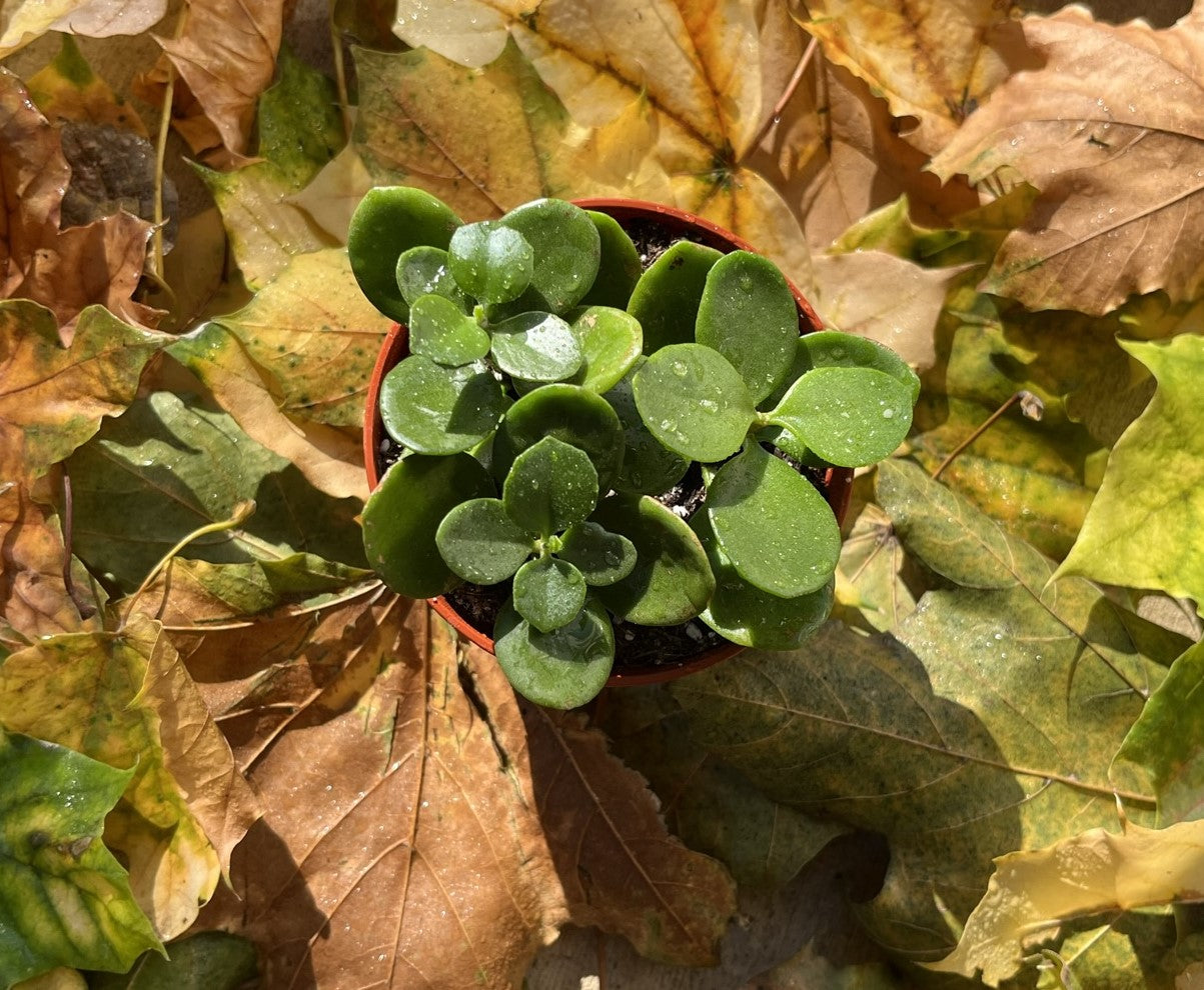 Mystery Jade