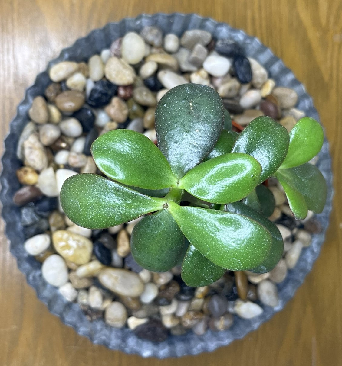 Crassula Ovata - Jade