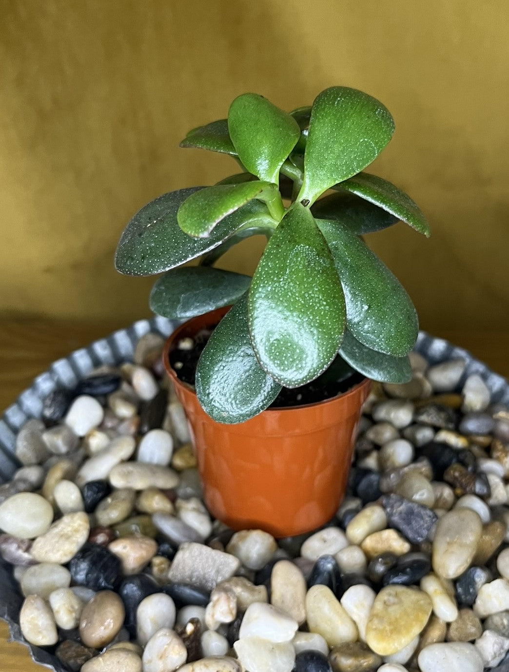 Crassula Ovata - Jade