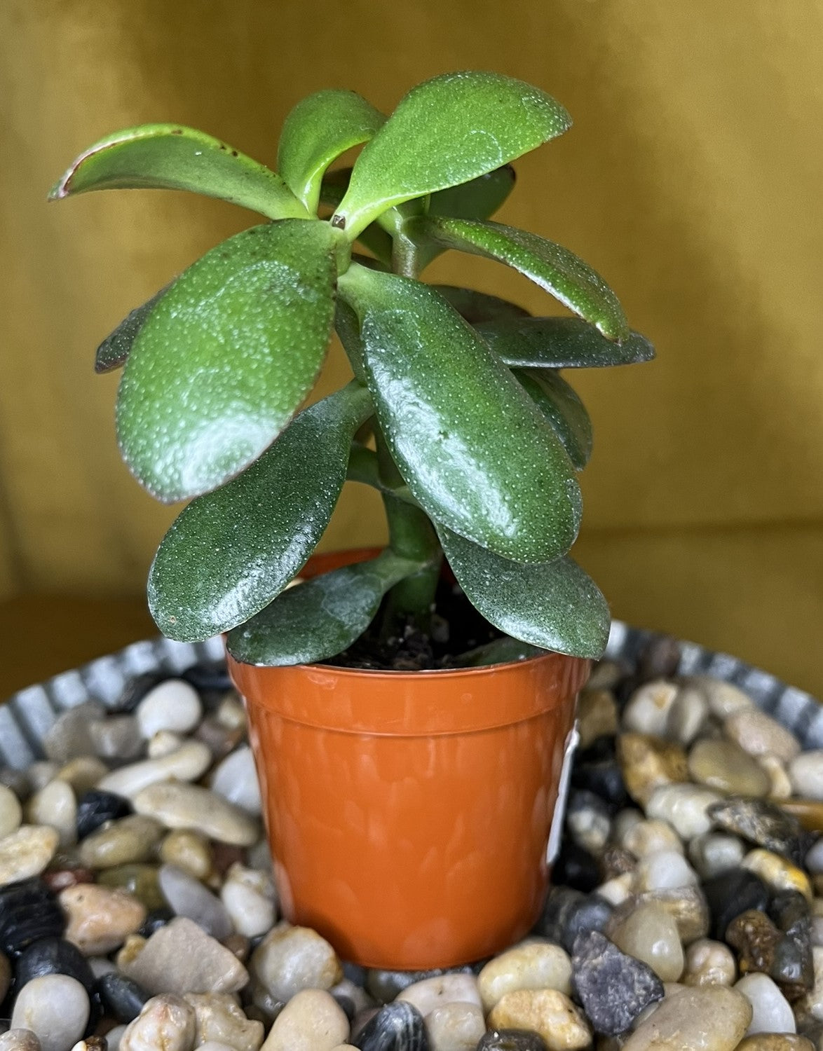 Crassula Ovata - Jade