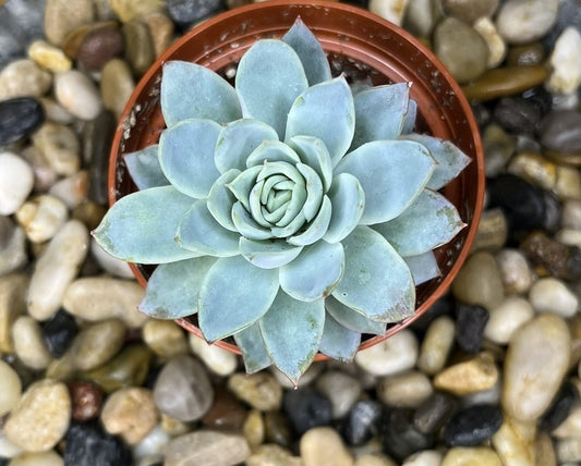 Echeveria 'Pinwheel'