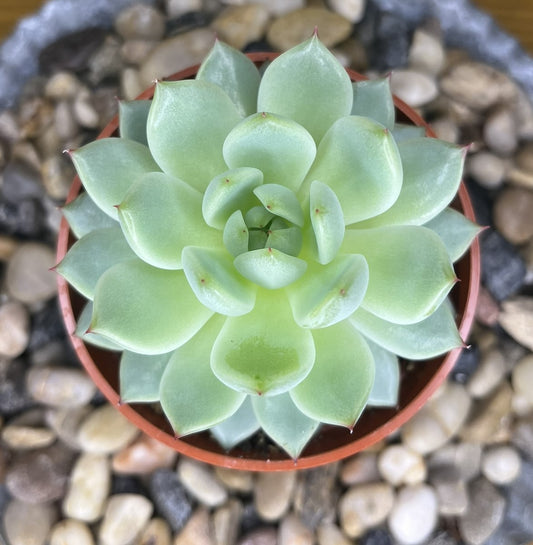 Echeveria derenbergii (Painted Lady)