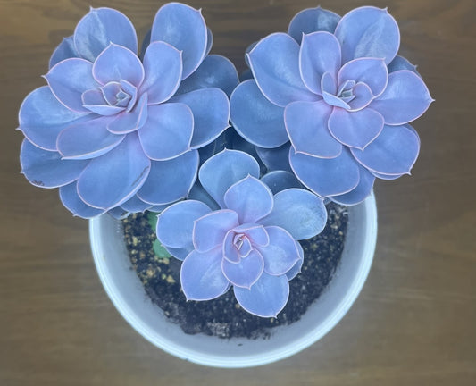 Echeveria 'Perle von Nürnberg'