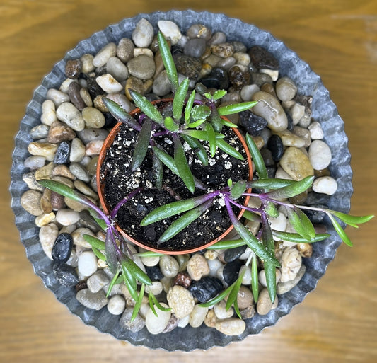 Othonna capensis 'Ruby Necklace'