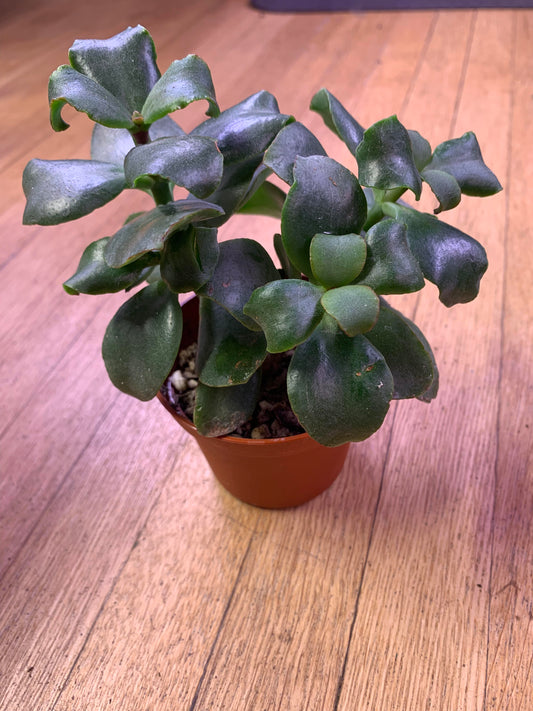 Crassula Arborescens Subspecies Undulatifolia 'Ripple Jade'