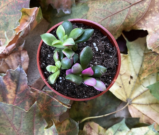 Anacampseros Rufescens 'Sand Rose'