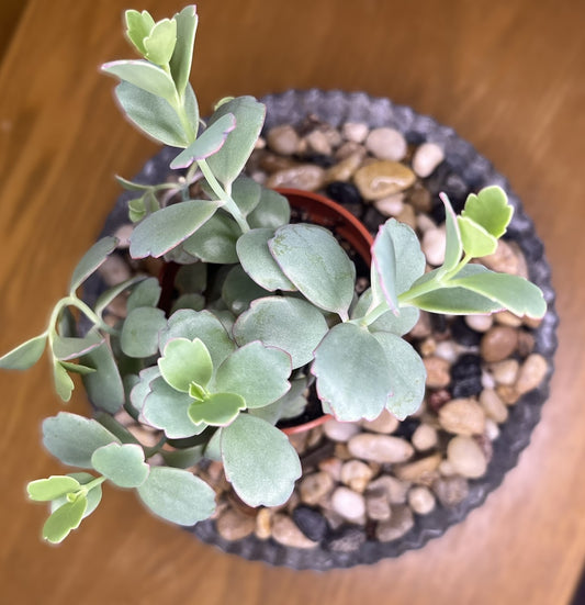 Kalanchoe fedtschenkoi 'Lavender Scallops'