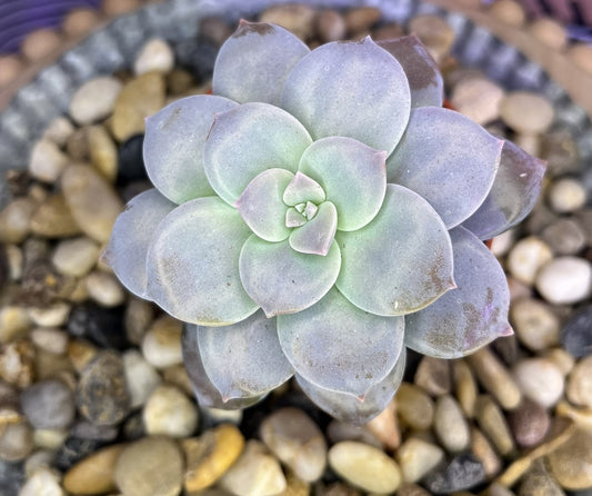 Graptopetalum Superbum 'Beautiful Graptopetalum'