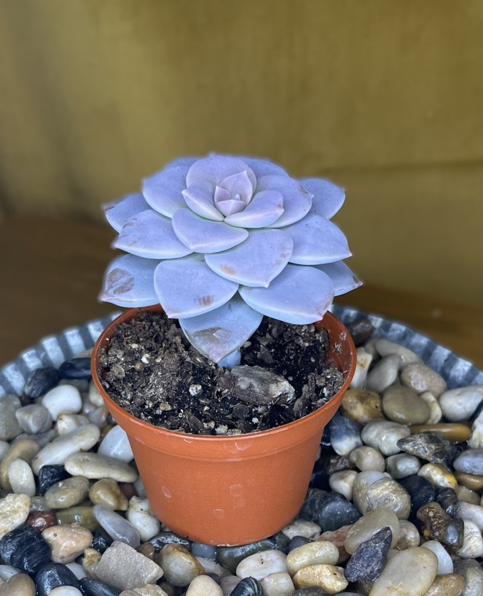 Graptopetalum Superbum 'Beautiful Graptopetalum'