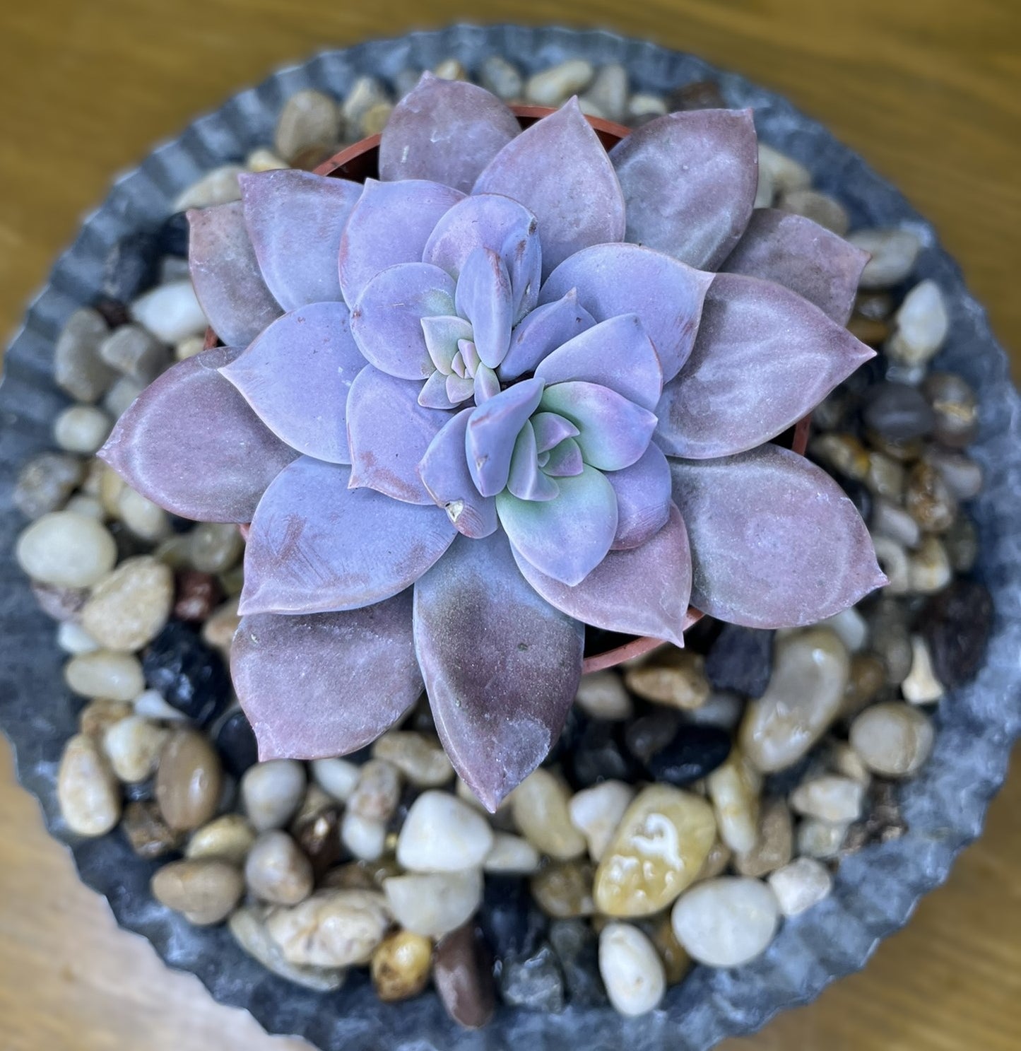 Graptopetalum Superbum 'Beautiful Graptopetalum'