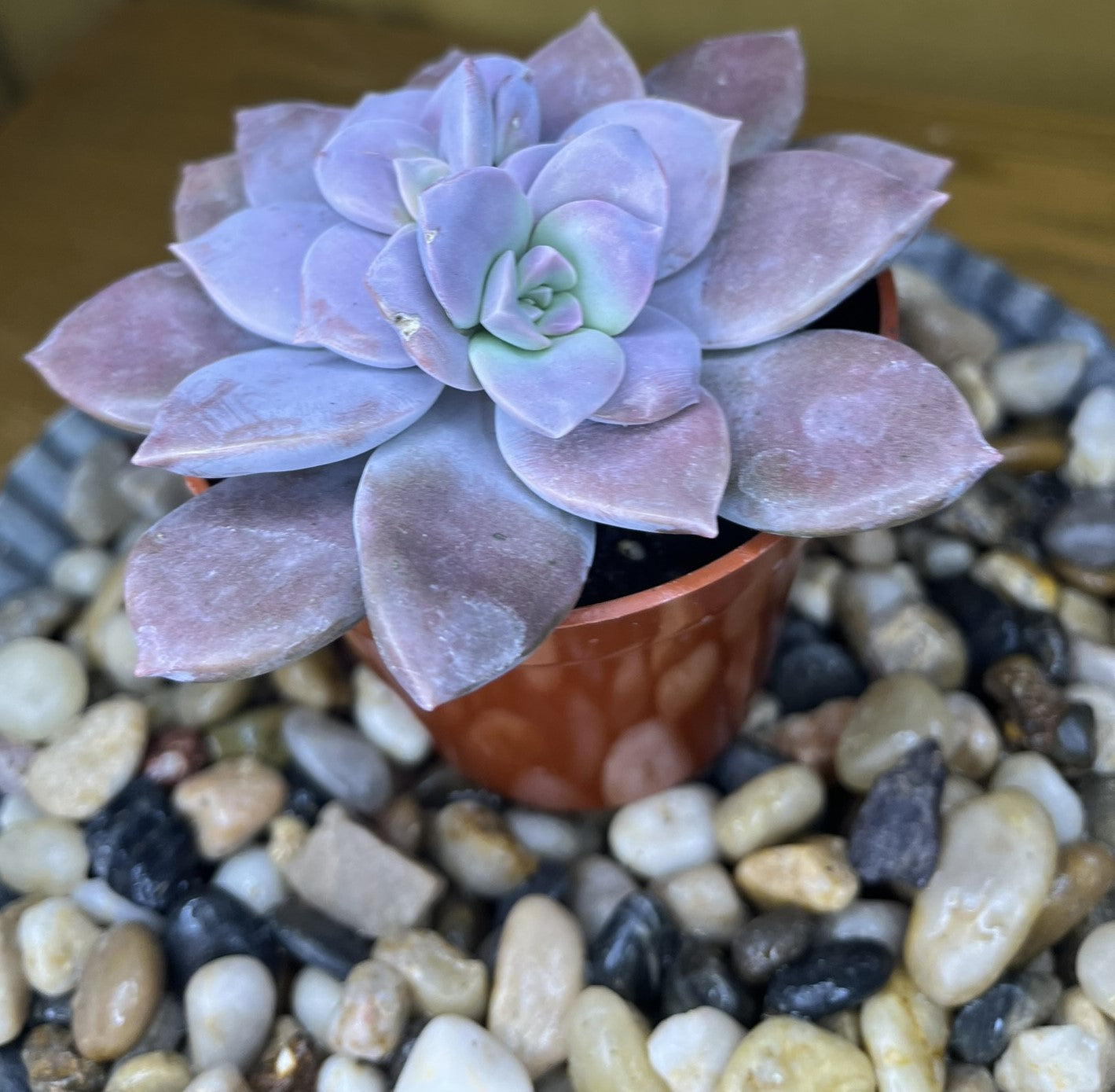 Graptopetalum Superbum 'Beautiful Graptopetalum'