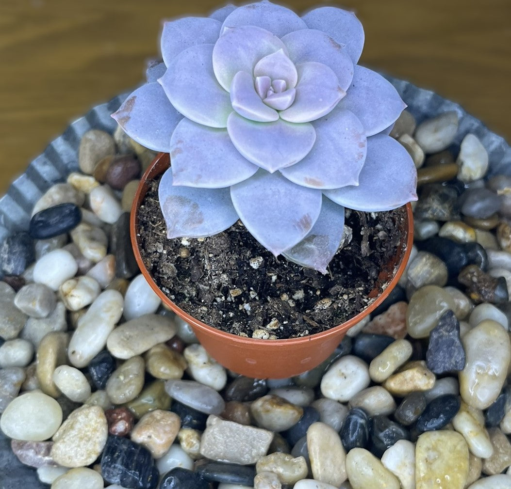 Graptopetalum Superbum 'Beautiful Graptopetalum'