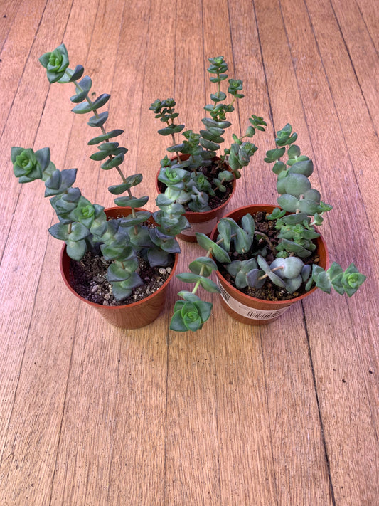 Crassula Perforata (kougaensis) 'String of Buttons'