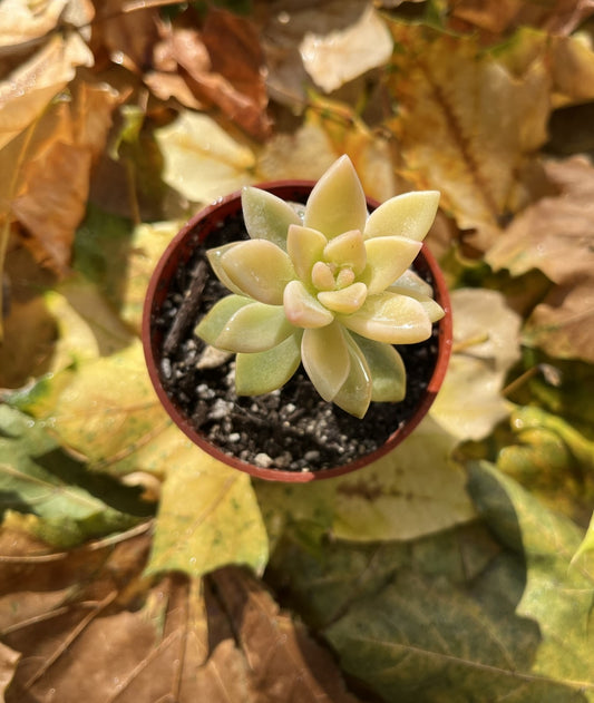 Graptopetalum Paraguayense Variegatum 'Ghost Plant'