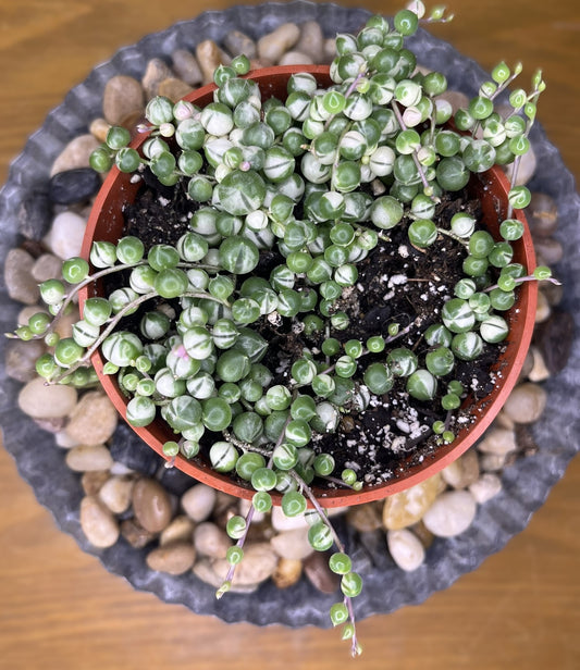 Curio rowleyanus 'Variegatus' - Variegated String of Pearls'