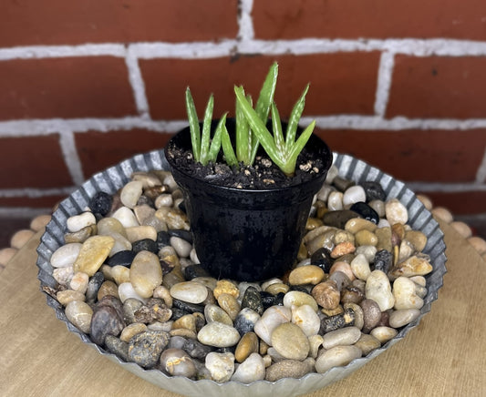 Aloe Vera Variegated Chinensis