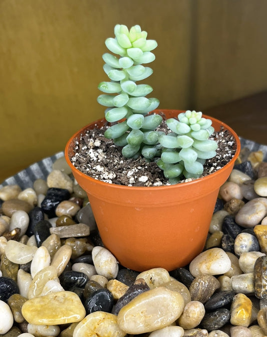 Sedum Burrito 'Baby Donkey's Tail' or 'Burro's Tail'