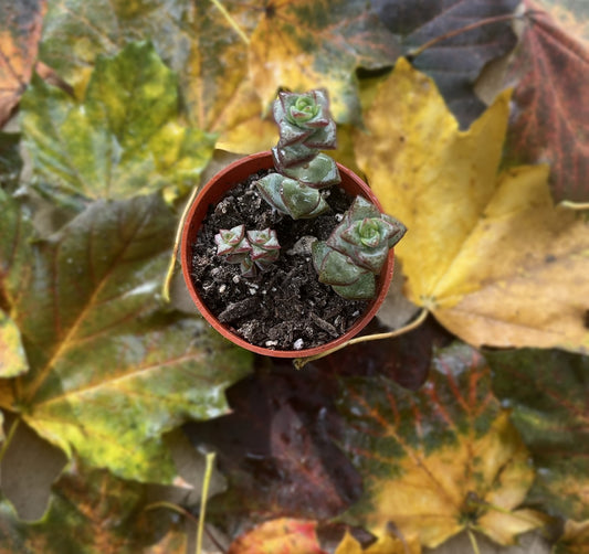 Crassula Perforata (kougaensis) 'String of Buttons'