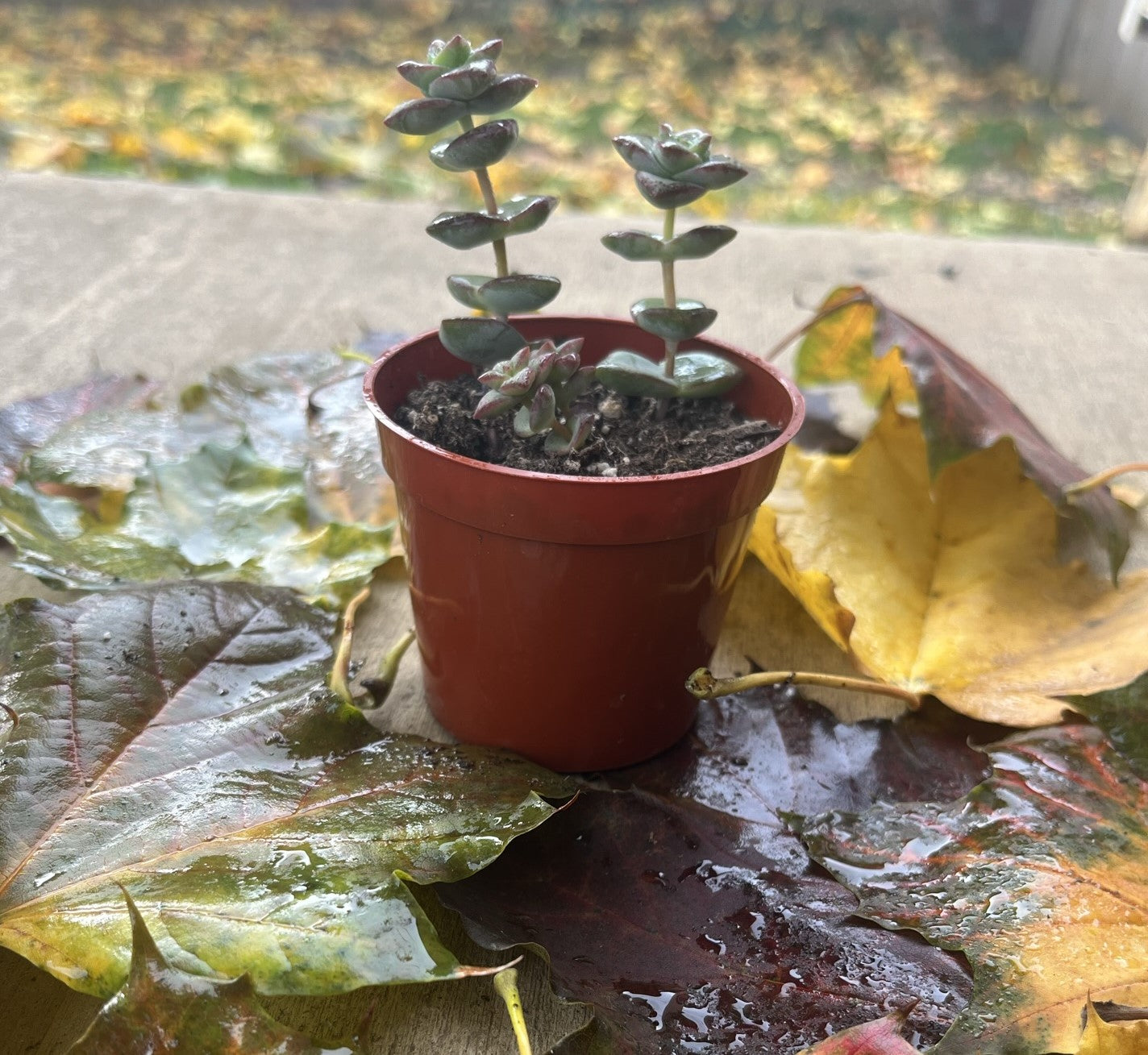 Crassula Perforata (kougaensis) 'String of Buttons'