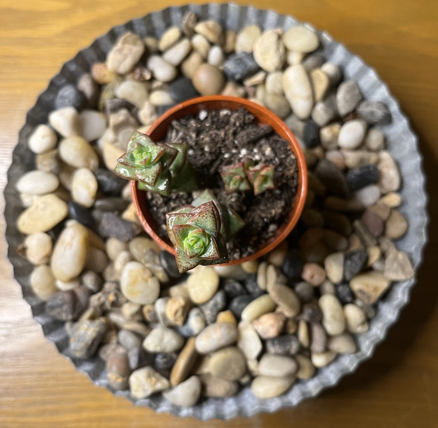 Crassula Perforata (kougaensis) 'String of Buttons'