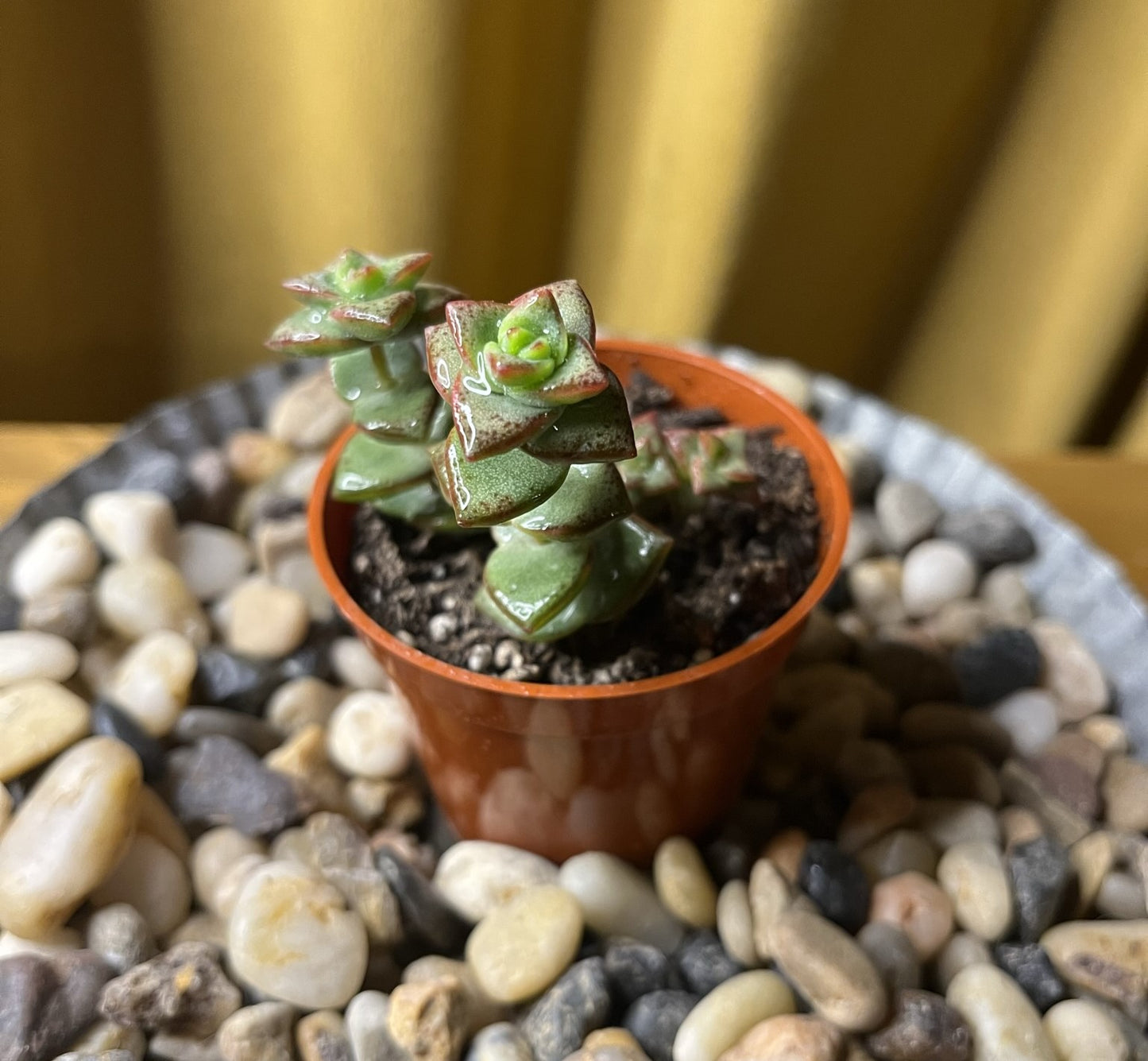 Crassula Perforata (kougaensis) 'String of Buttons'