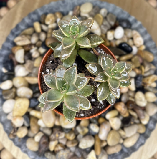 Graptopetalum 'Claret'